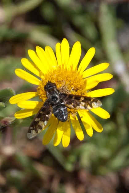 Exoprosopa jacchus (Bombyliidae)